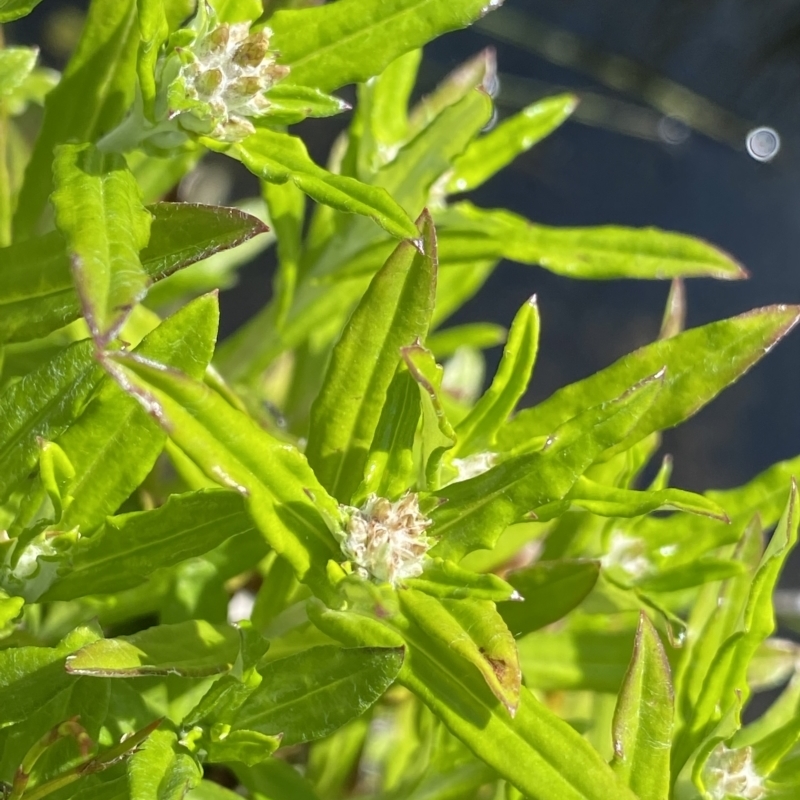 Euchiton limosus