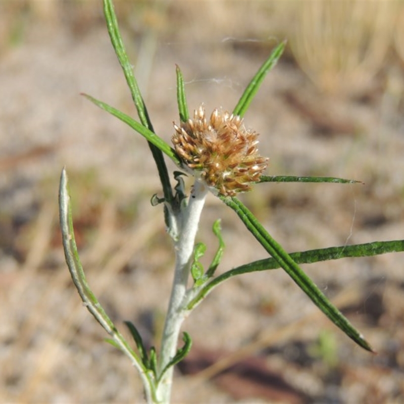 Euchiton sphaericus