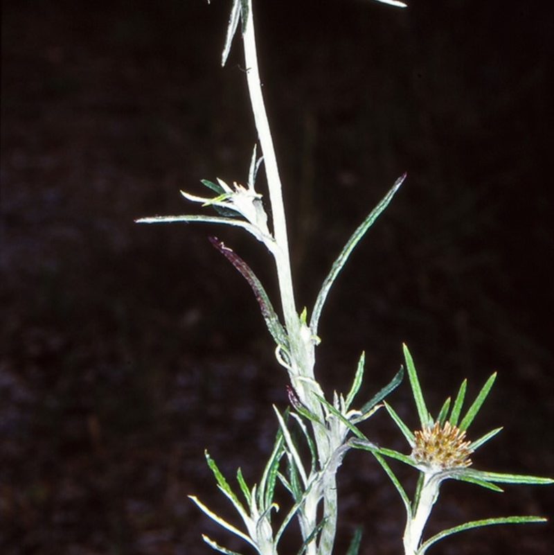 Euchiton sphaericus