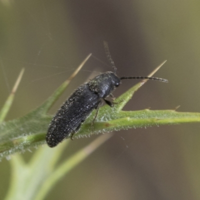 Eucnemidae (family)