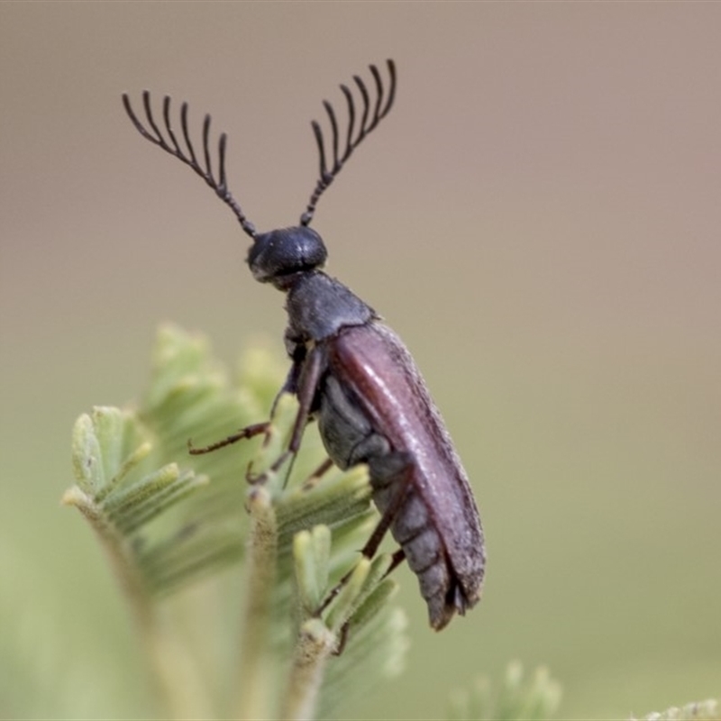 Euctenia sp. (genus)