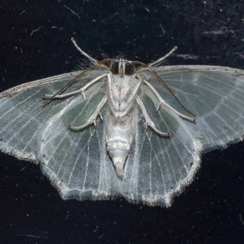 Paul Whitington, Wonboyn male