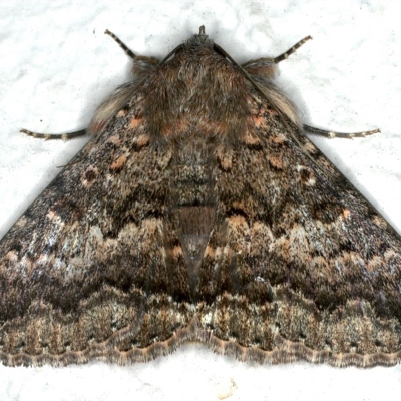 Eudesmeola lawsoni