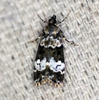 Eudonia protorthra