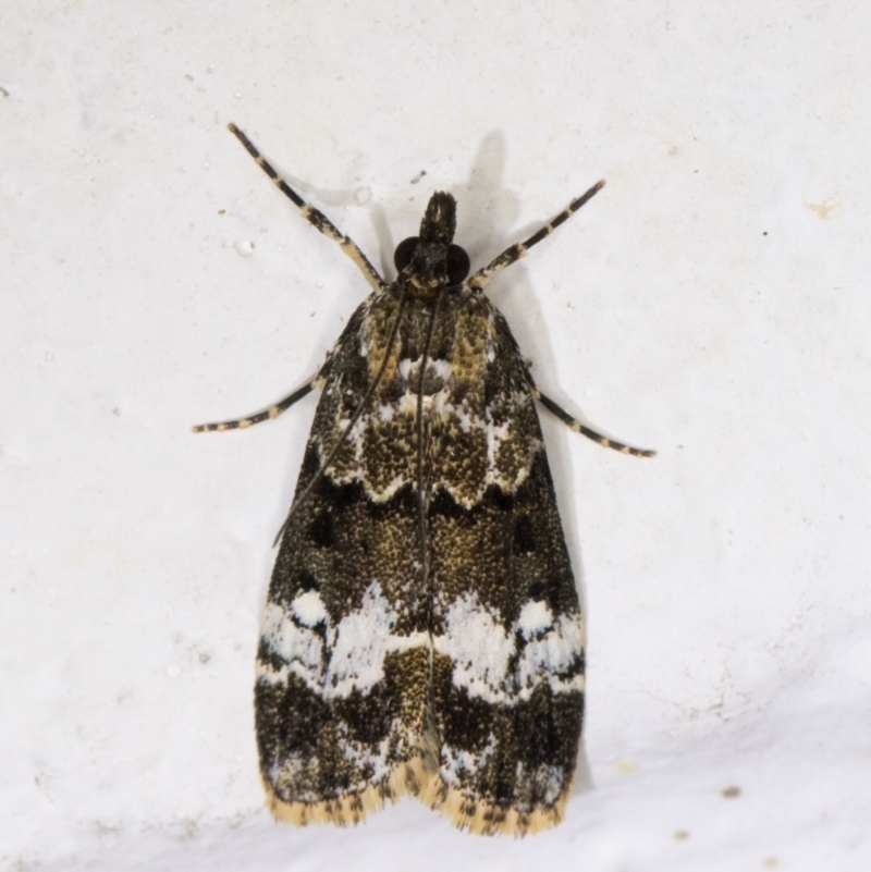 Eudonia protorthra