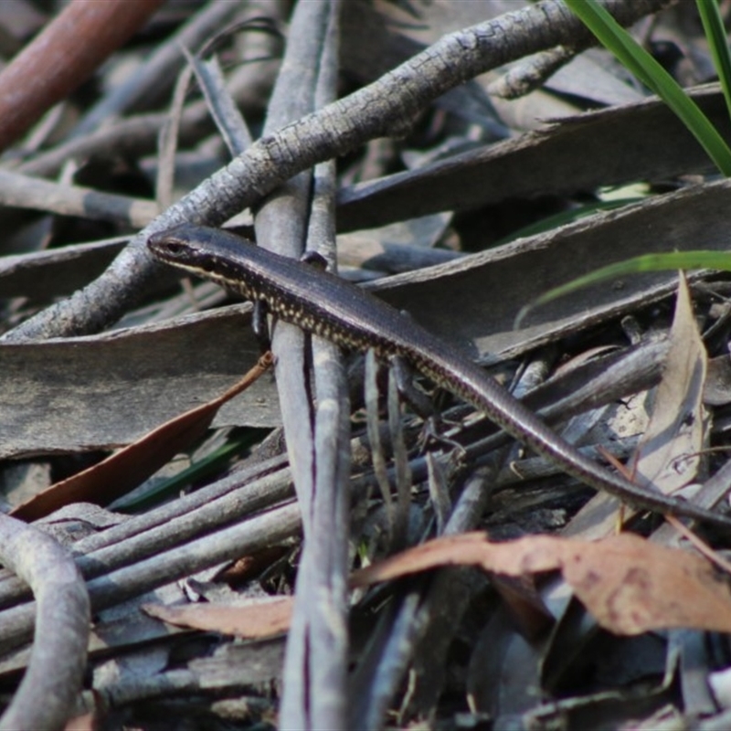 Eulamprus sp. (genus)