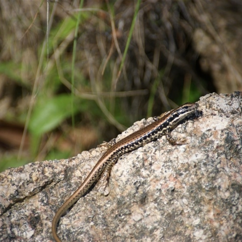 Eulamprus tympanum