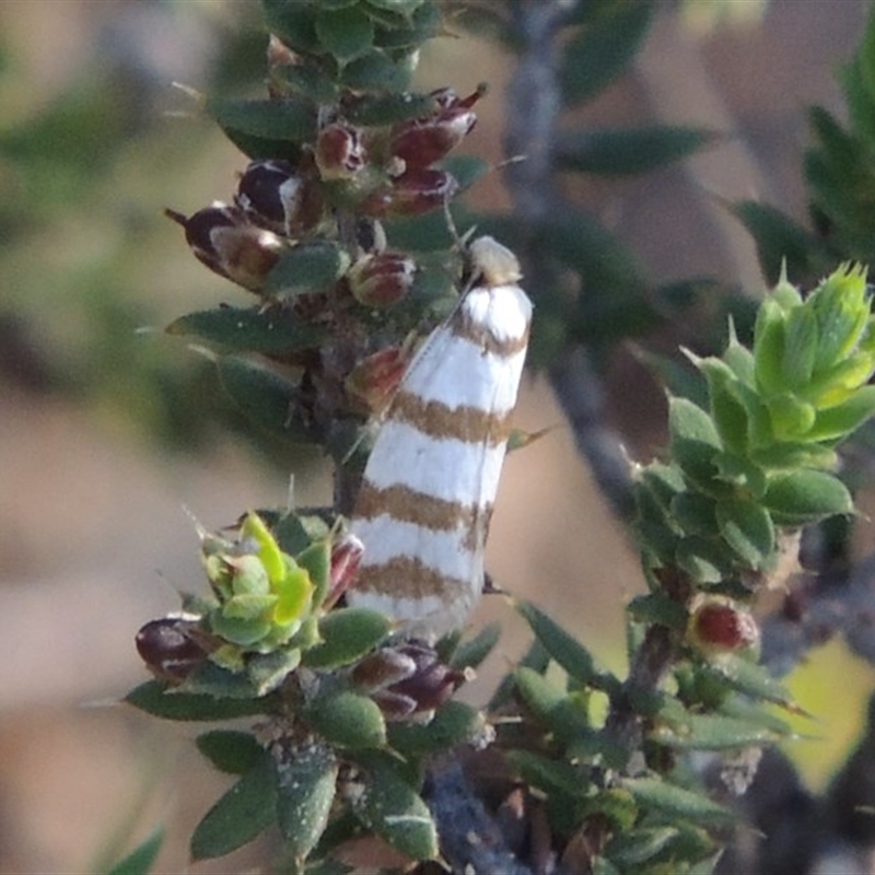 Eulechria contentella