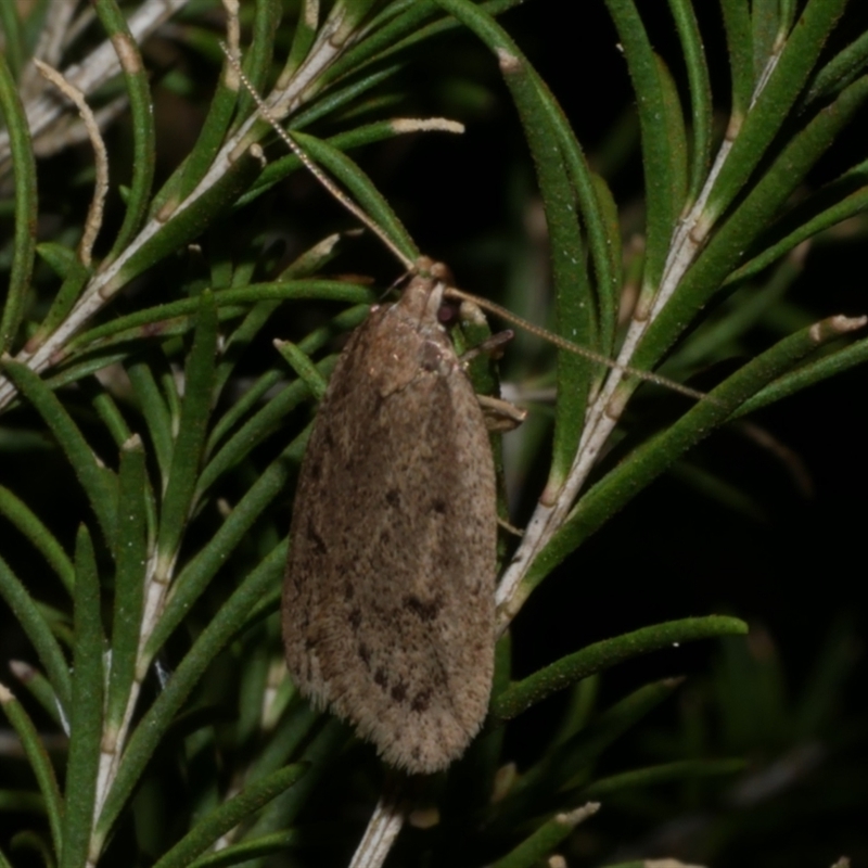 Eulechria convictella