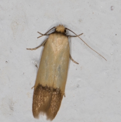 Tachystola stenoptera