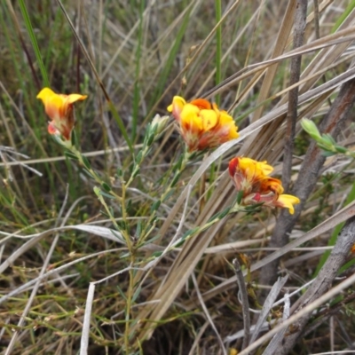 Almaleea capitata