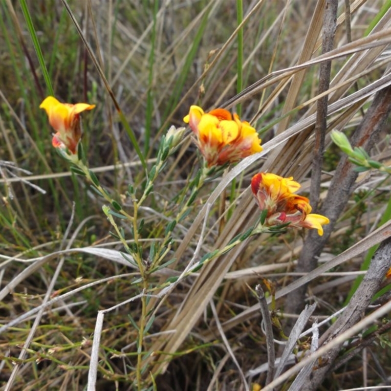 Almaleea capitata