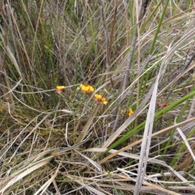 Almaleea capitata