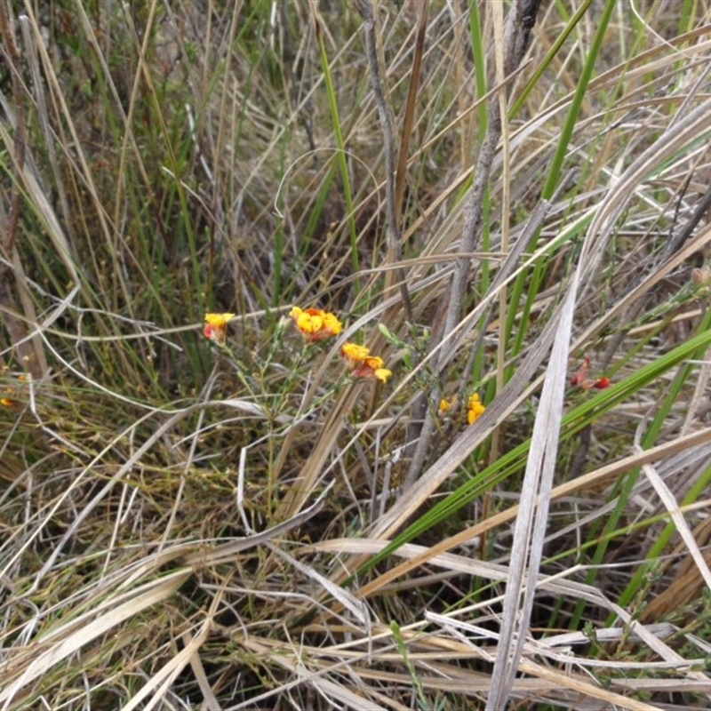 Almaleea capitata