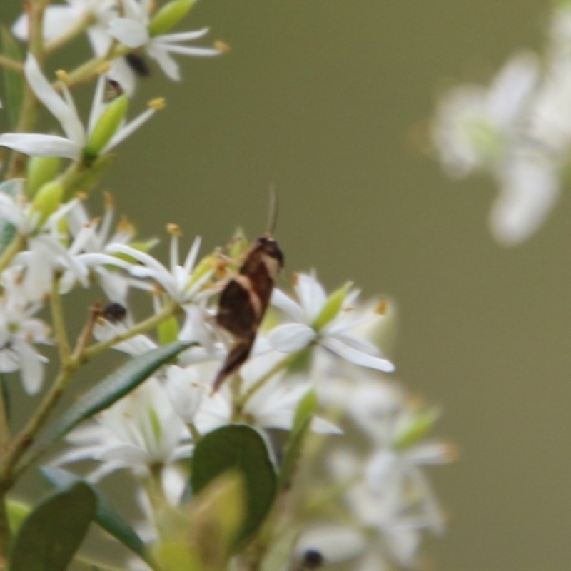 Eulechria psilopla