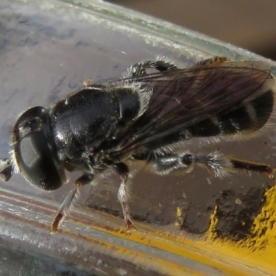 Eumerus sp. (genus)