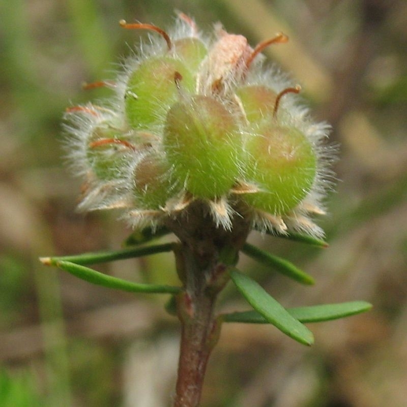 Almaleea subumbellata