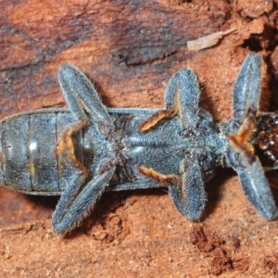 Eunatalis sp. (Genus)