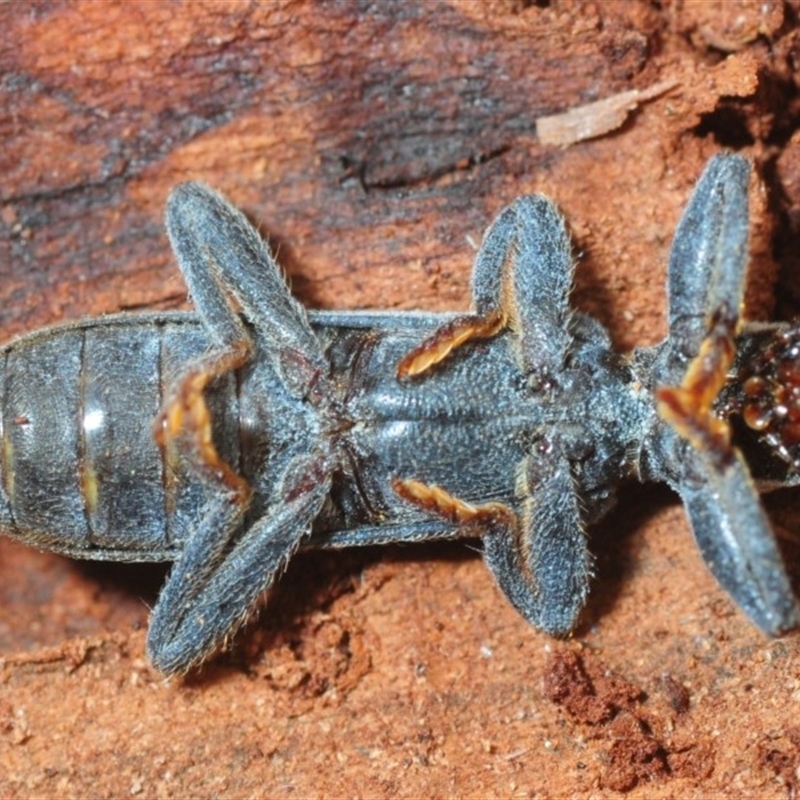 Eunatalis sp. (Genus)