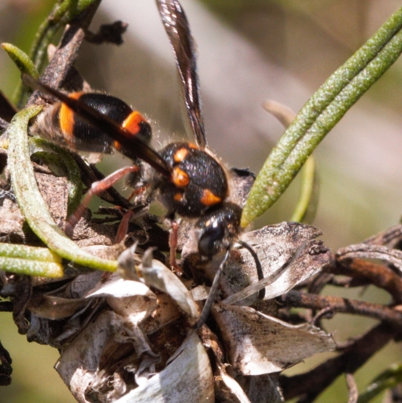 Euodynerus sp. (genus)