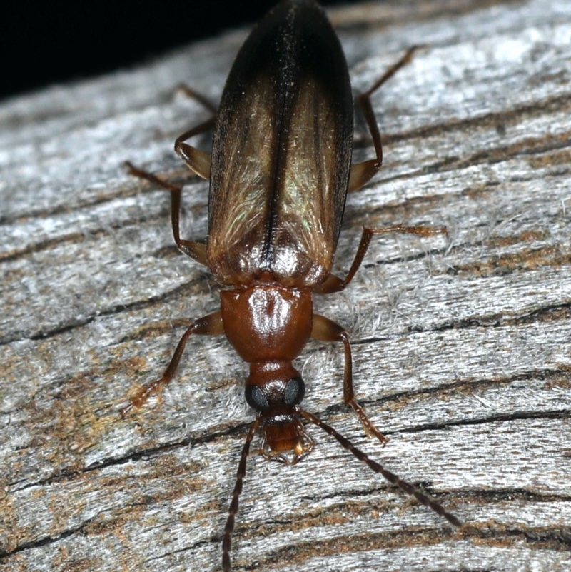 Euomma lateralis