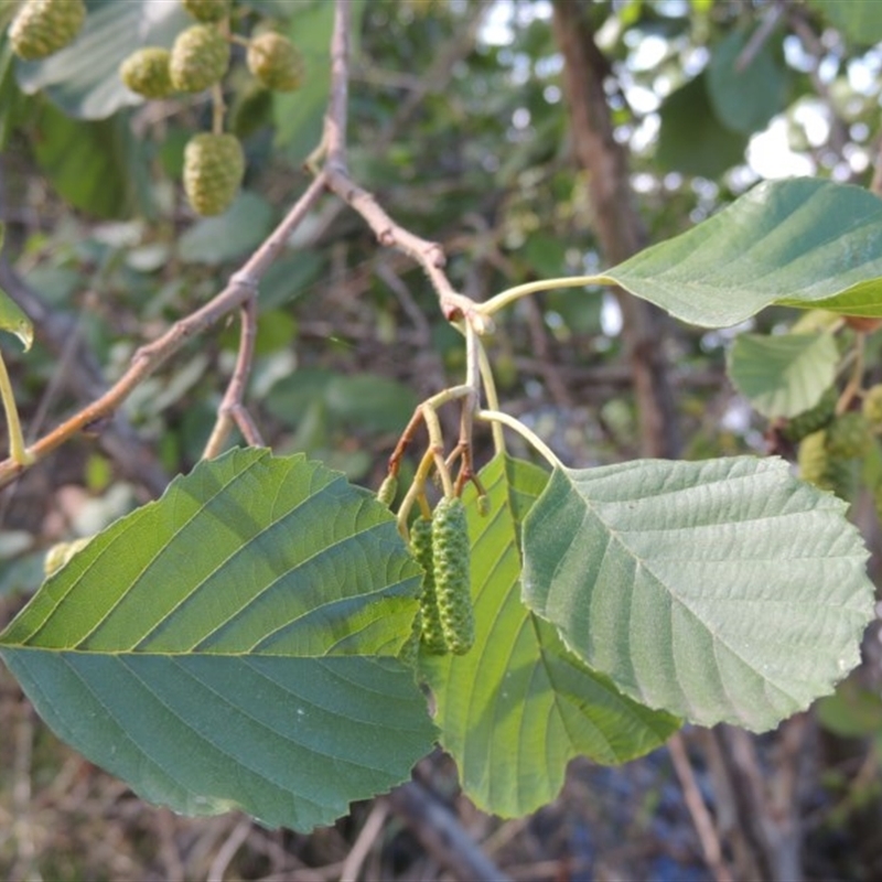 Alnus glutinosa