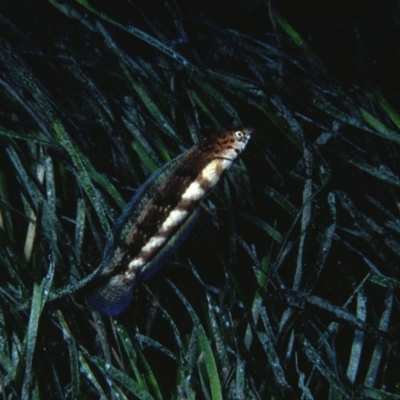 Eupetrichthys angustipes