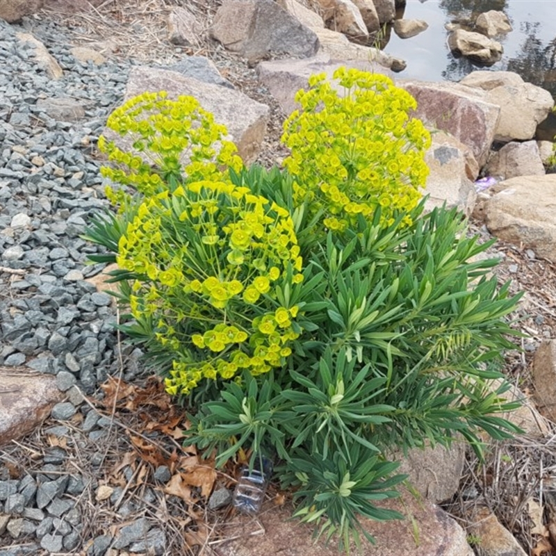 Euphorbia characias