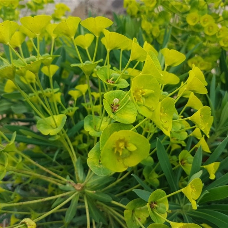 Euphorbia characias