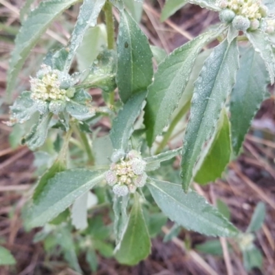 Euphorbia davidii