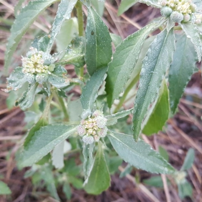 Euphorbia davidii