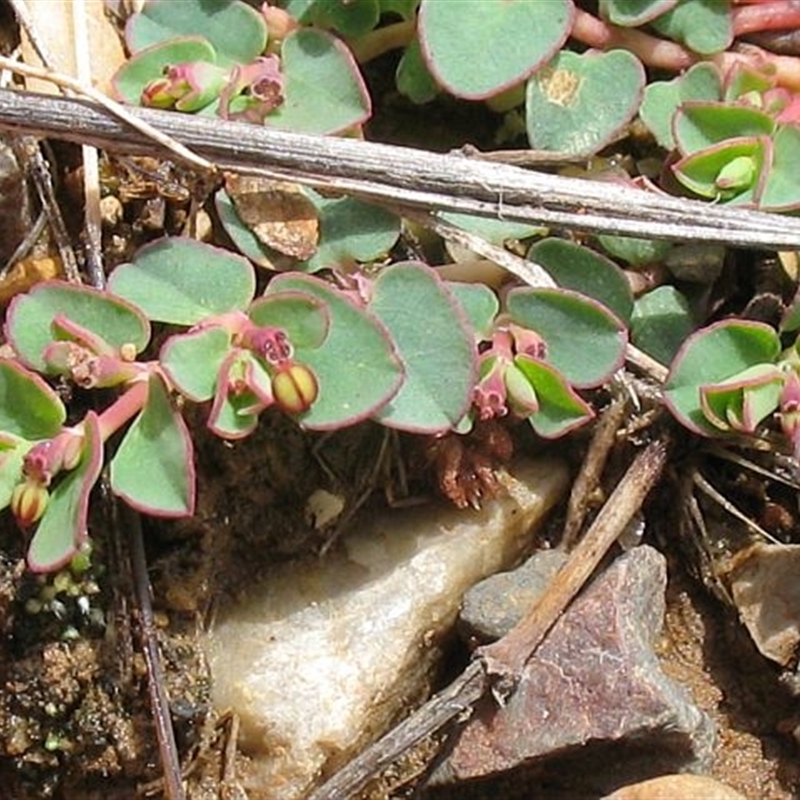 Euphorbia drummondii