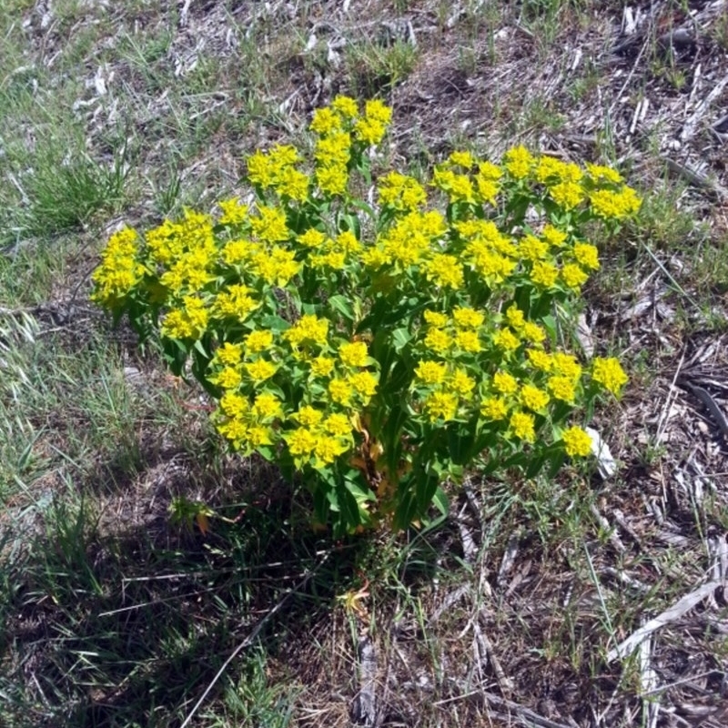 Euphorbia helioscopia