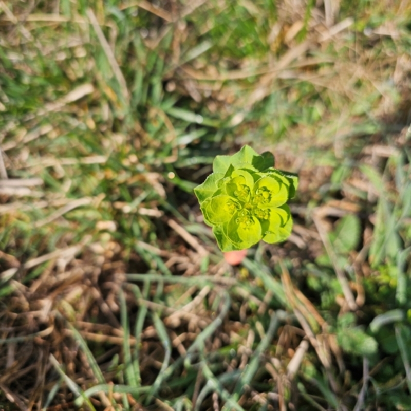 Euphorbia helioscopia