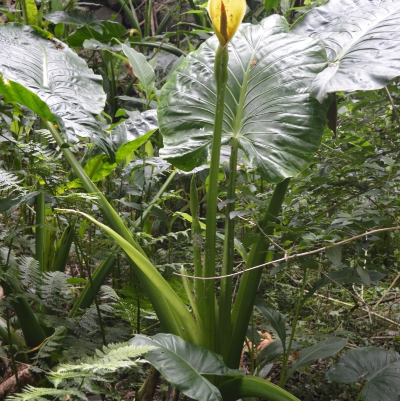 Alocasia brisbanensis