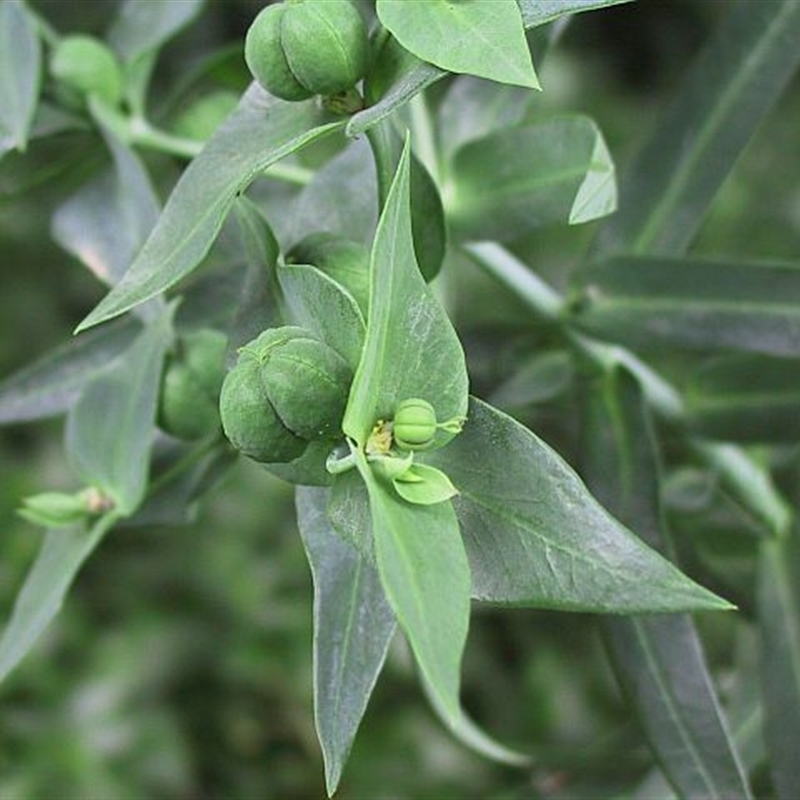 Euphorbia lathyris