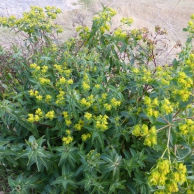 Euphorbia oblongata