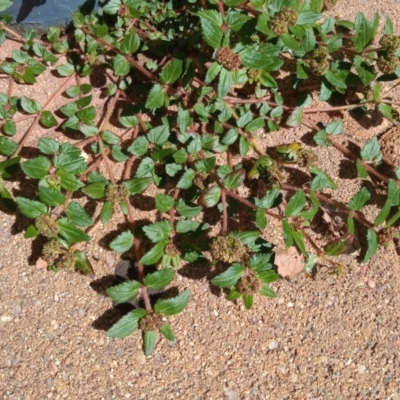 Euphorbia ophthalmica