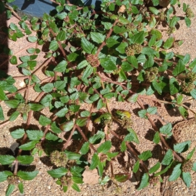 Euphorbia ophthalmica