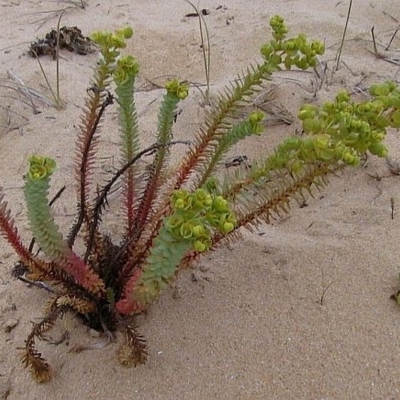 Euphorbia paralias