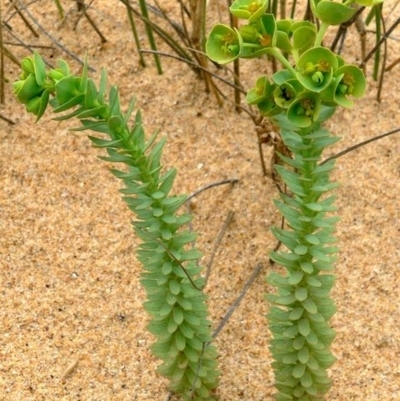 Euphorbia paralias