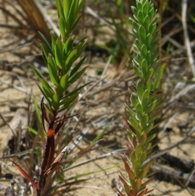 Euphorbia paralias