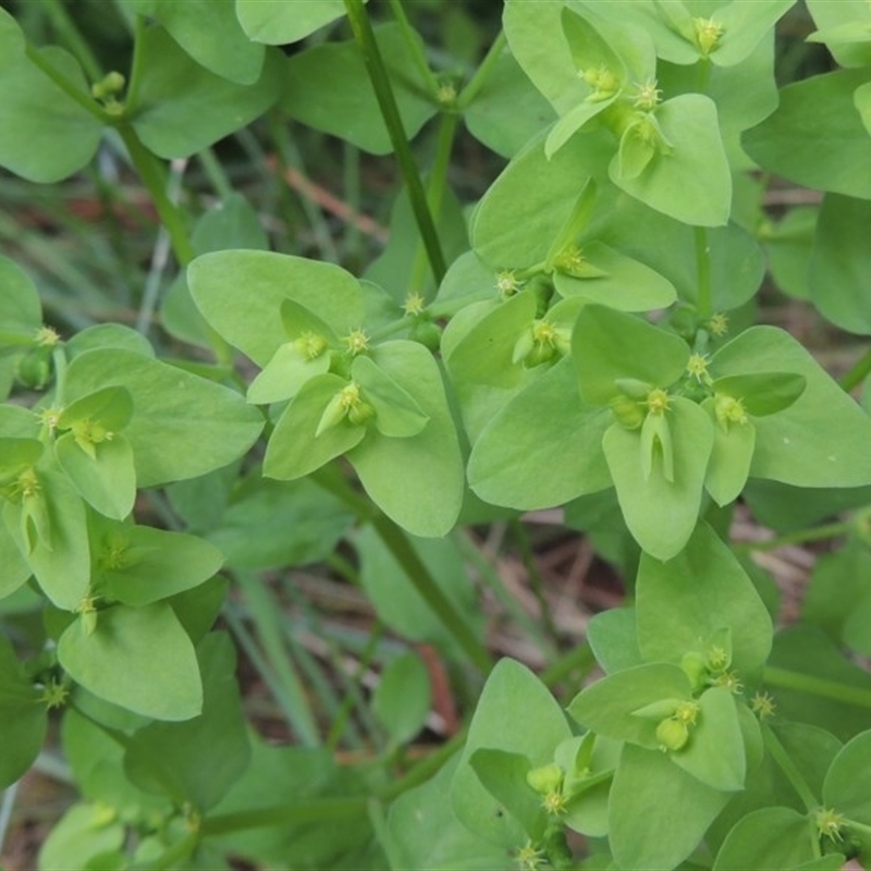 Euphorbia peplus