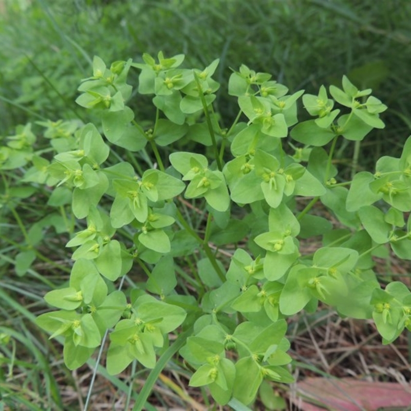 Euphorbia peplus