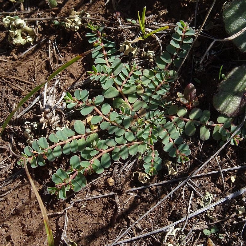 Euphorbia sp.