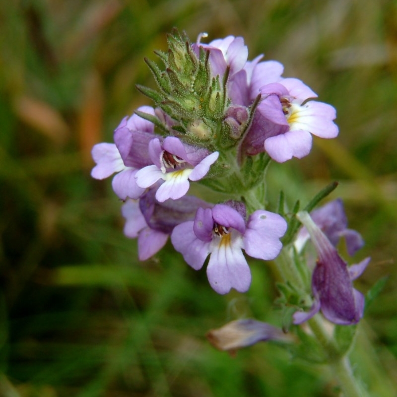 Euphrasia caudata