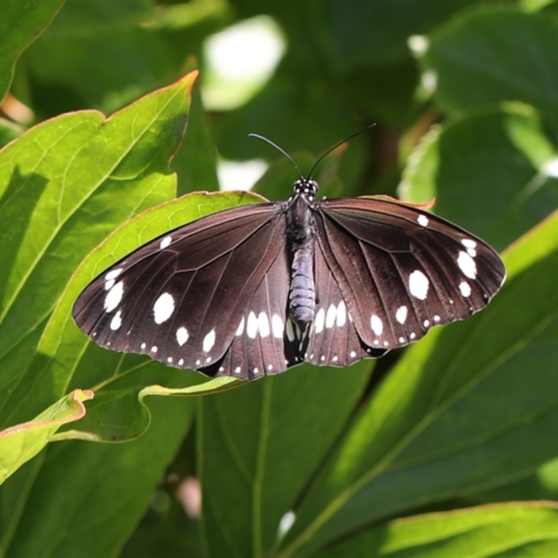 Euploea corinna