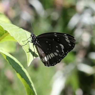 Euploea corinna