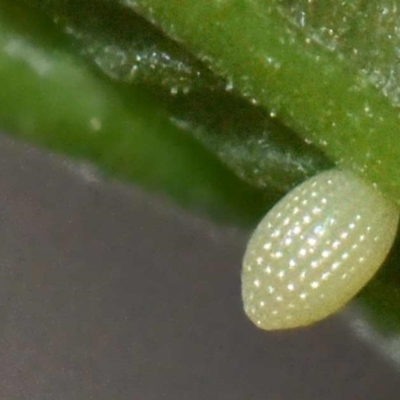 Euploea tulliolus