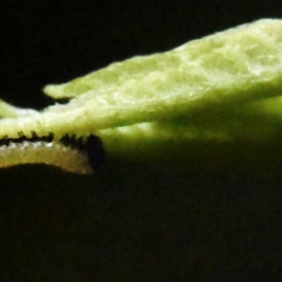 Euploea tulliolus